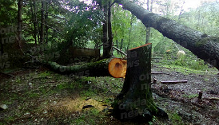 Sanza, decine di faggi abbattuti sul Monte Cervati. Il sindaco De Mieri: “Gesto perpetrato da vigliacchi”