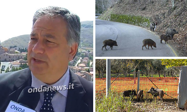 Emergenza cinghiali nella zona del Tanagro, coltivazioni devastate e pericolo per gli agricoltori