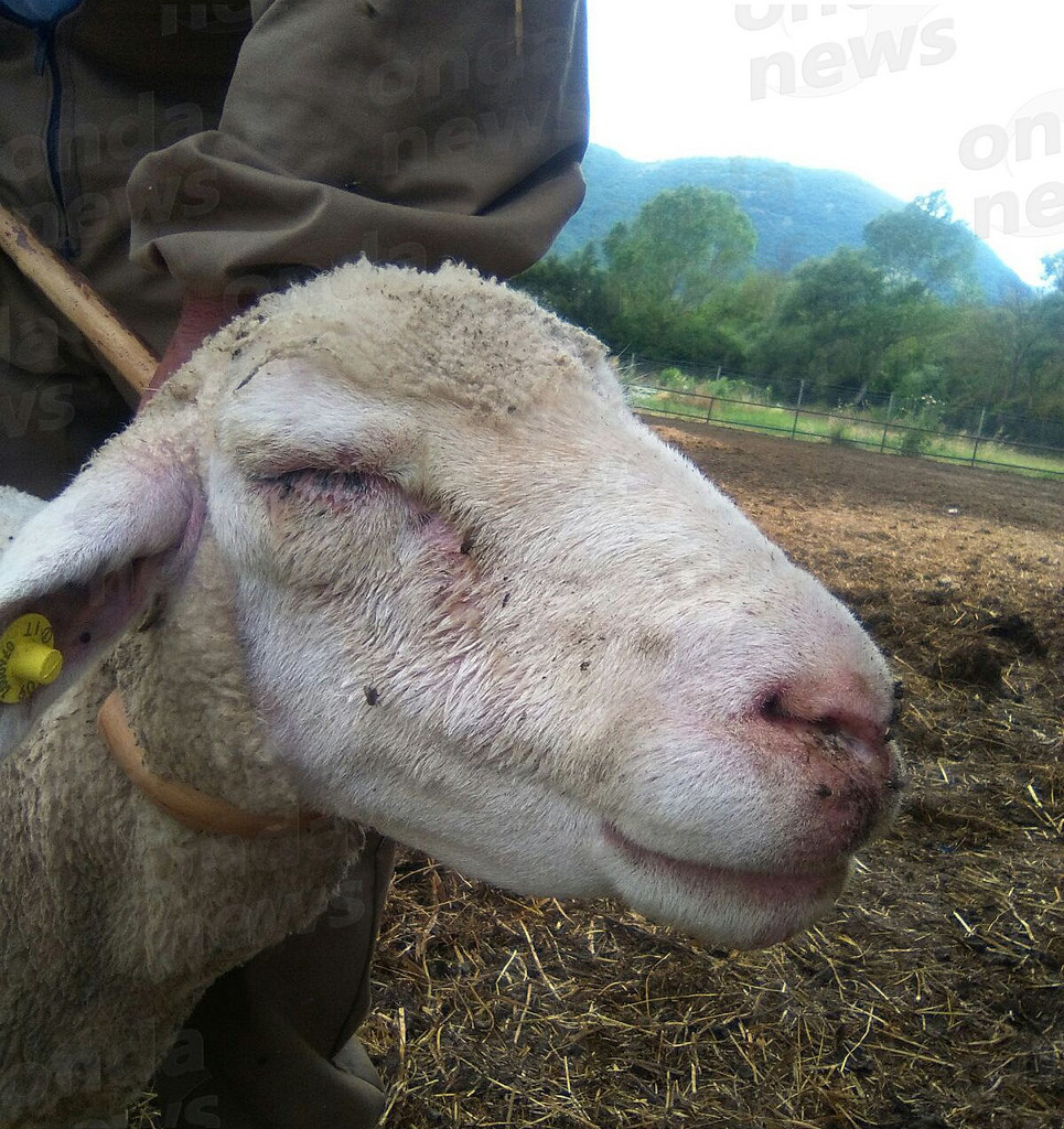 Morbo “Lingua Blu” nel Vallo di Diano. Al via acquisto vaccini per allevatori Coldiretti