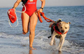 Capaccio, bagnina aggredita in spiaggia per difendere un cane