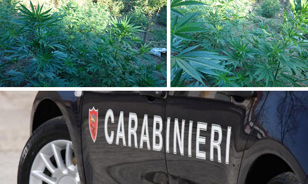 sequestro marijuana 22 luglio evidenza