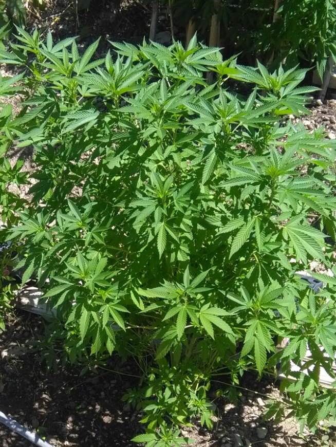 marijuana agropoli