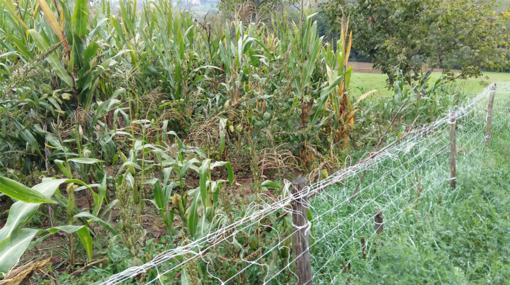 Montesano: emergenza cinghiali. Preoccupazione e rabbia tra i cittadini