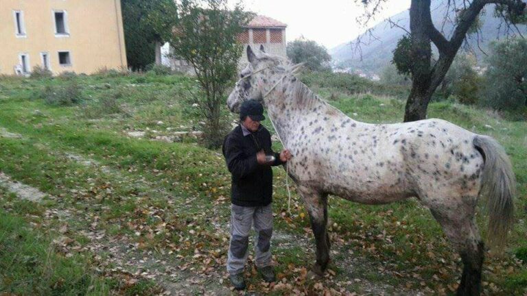 cavallo vagante san giacomo 30 novembre